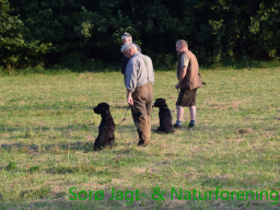 Hundetræning efterår 2015